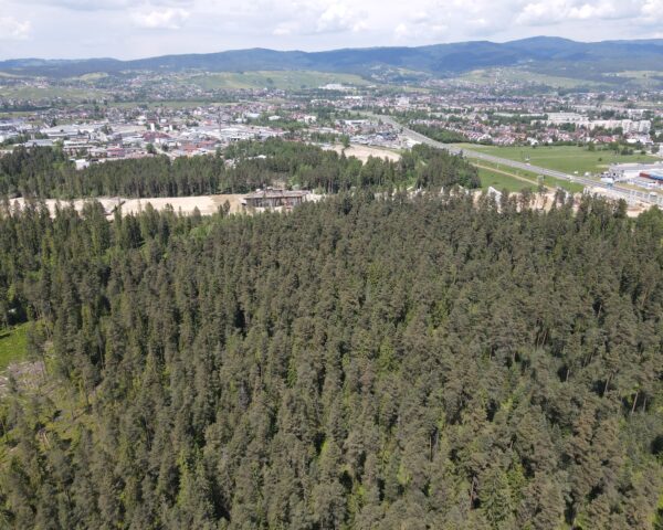 The Bór forest in Nowy Targ; author: Tomasz Cebulski