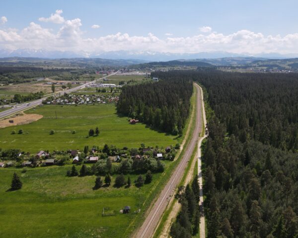 The Bór forest; author: Tomasz Cebulski