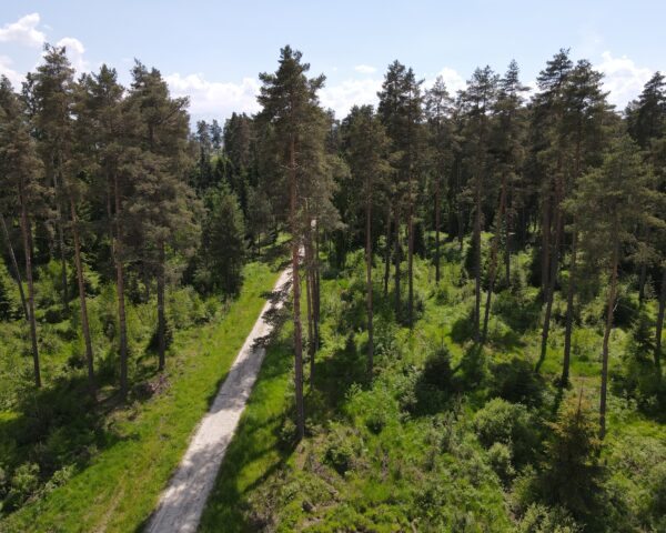 The Bór forest, where Katarzyna Filipek was executed; author: Tomasz Cebulski