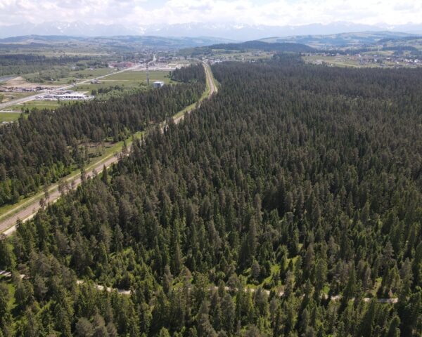 The Bór forest in Nowy Targ; author: Tomasz Cebulski