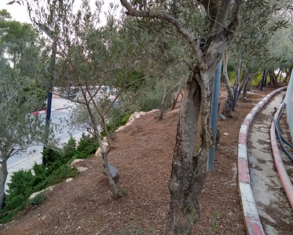 Trees in Yad Vashem- @Humanity in Action