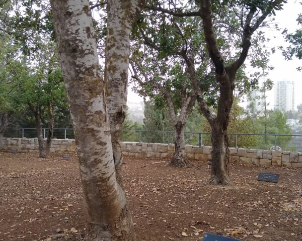 Trees in Yad Vashem- @Humanity in Action
